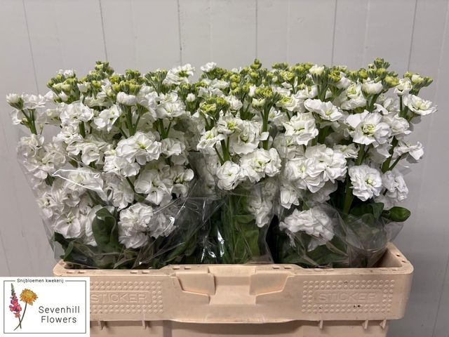 Matth Stox White