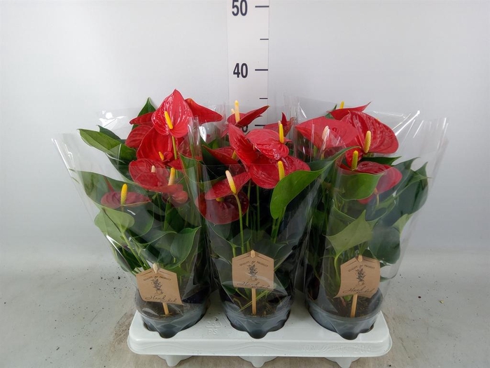 <h4>Anthurium 'Diamond Red'</h4>