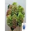 Hydrangea verena classic