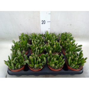 Crassula ovata 'Hobbit'