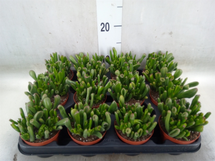 <h4>Crassula ovata 'Hobbit'</h4>