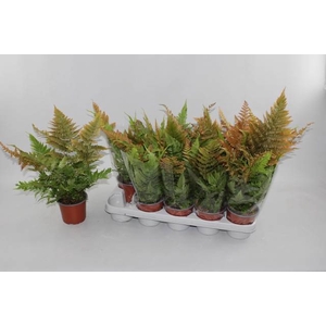 Dryopteris ludoviciana 12Ø 35cm