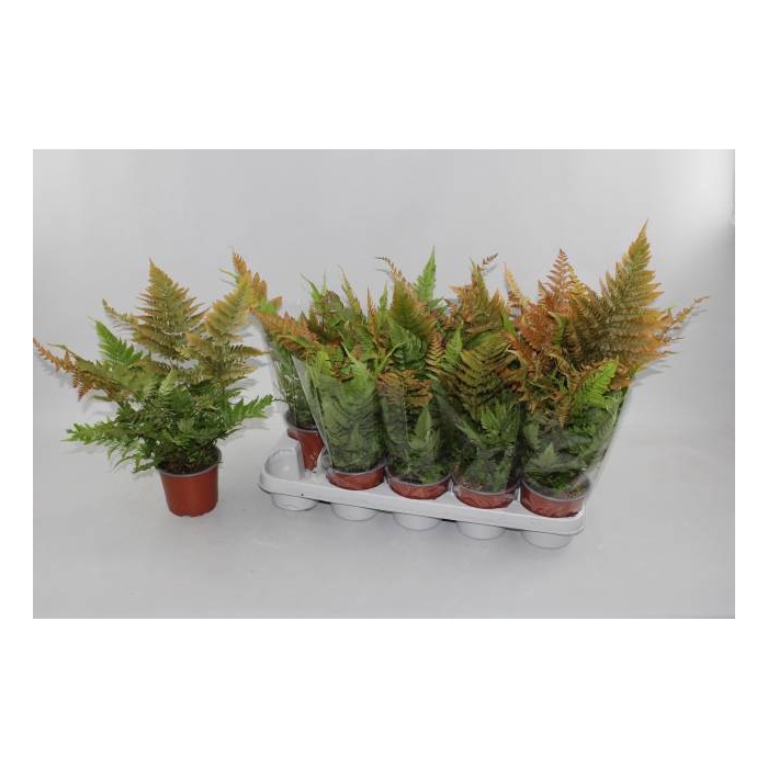 <h4>Dryopteris ludoviciana 12Ø 35cm</h4>