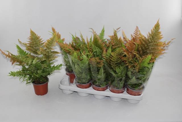 Dryopteris ludoviciana 12Ø 35cm