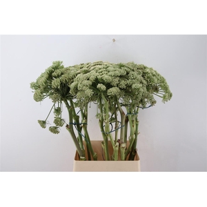 Ferule White 100cm P Stem