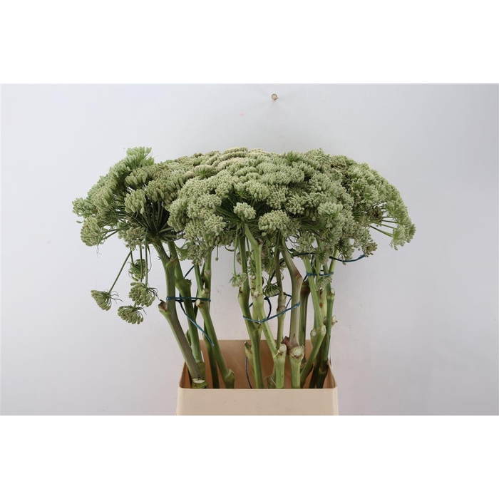 <h4>Ferule White 100cm P Stem</h4>