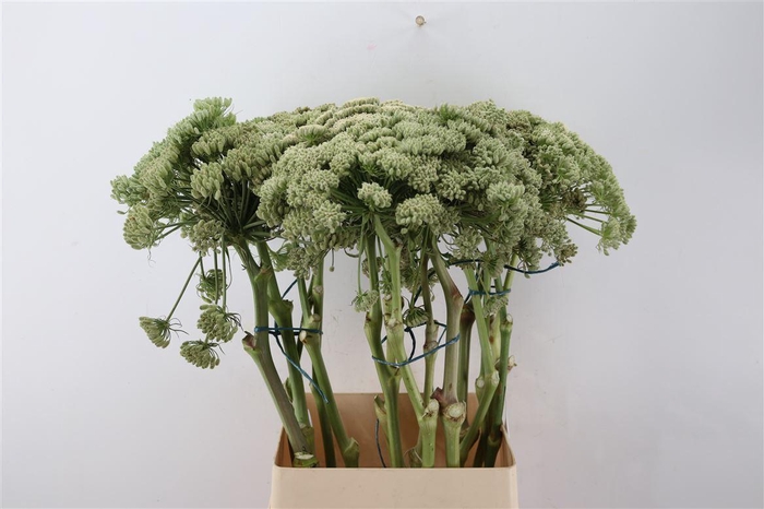 Ferule White 100cm P Stem