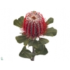 Banksia Coccinea