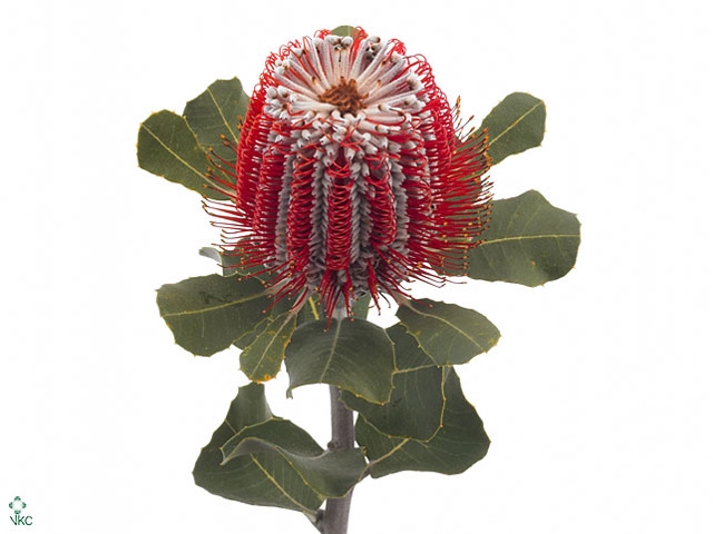 Banksia Coccinea