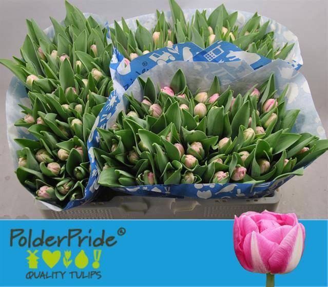 <h4>TU DU VOQUE</h4>