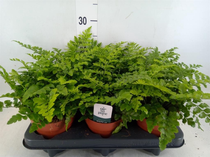 <h4>Asplenium  'Parvati'</h4>