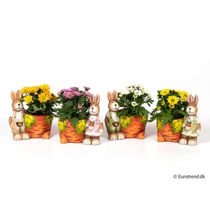 CHRYS.IND.HYBRID MINI