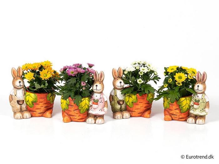 <h4>CHRYS.IND.HYBRID MINI</h4>