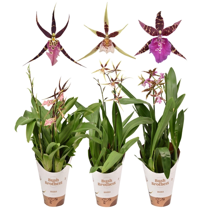 <h4>Brassia mix 2 tak kort 12 cm</h4>