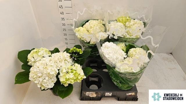 <h4>HYDR M MERLIN</h4>