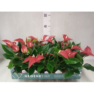 Anthurium  'Banderola Roja'