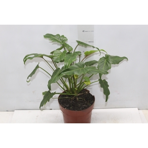PHILODENDRON XANADU P17