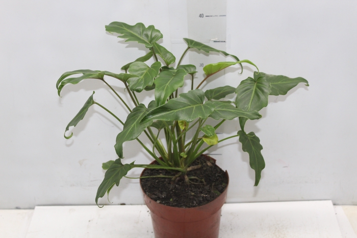 <h4>PHILODENDRON XANADU P17</h4>