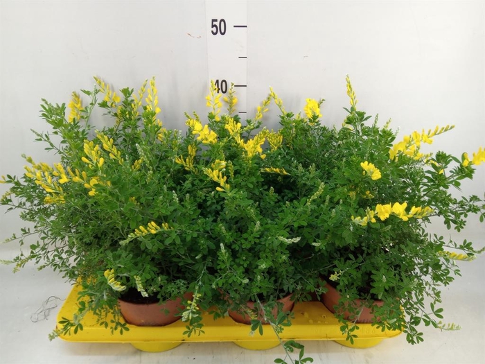 <h4>Genista spachiana</h4>
