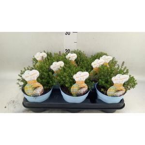 Thymus vulgaris 'Compactus'