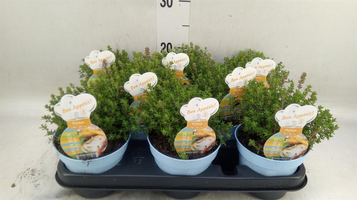 <h4>Thymus vulgaris 'Compactus'</h4>