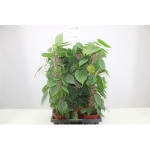 Philodendron Scandens Kratiste Stok