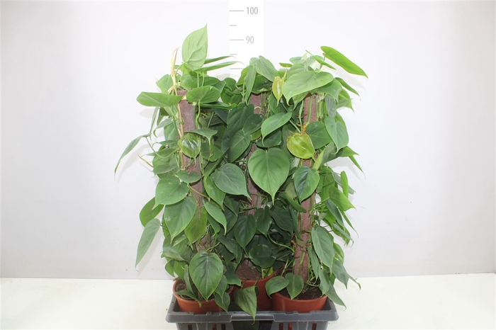 <h4>Philodendron Scandens Kratiste Stok</h4>