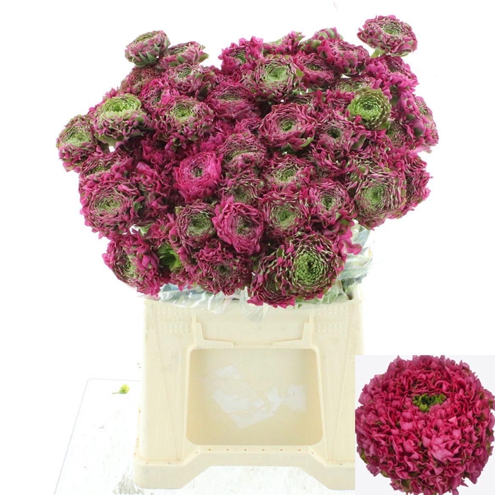 <h4>RAN PON PON FANNY</h4>