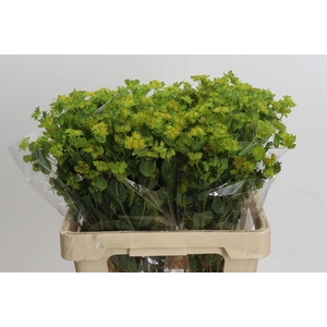 Bupleurum Griffithii