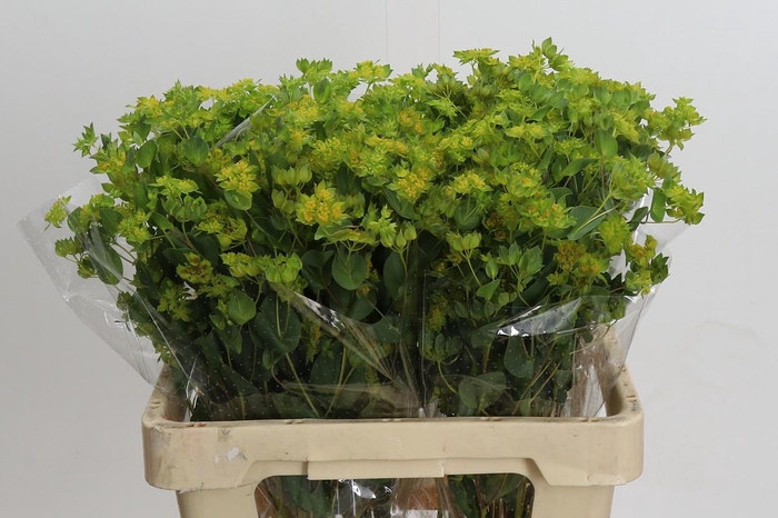 <h4>Bupleurum Griffithii</h4>