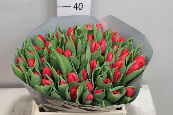 <h4>Tu En Surrender</h4>