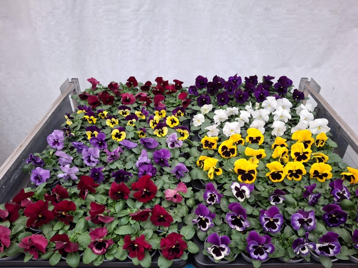 <h4>Vio Wi Delta Gem</h4>