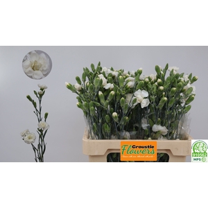 DI TR WHITE FLEURETT