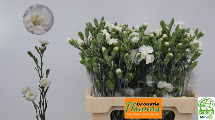 <h4>DI TR WHITE FLEURETT</h4>