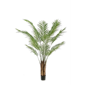 Areca palm 180cm (demontabele verpa