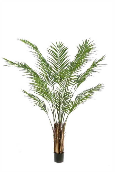 <h4>Areca palm 180cm (demontabele verpa</h4>