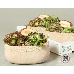 ARR SEMPERVIVUM