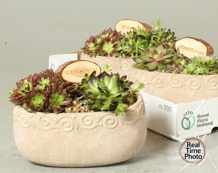 <h4>ARR SEMPERVIVUM</h4>