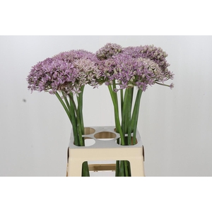 Allium Pink Jewel