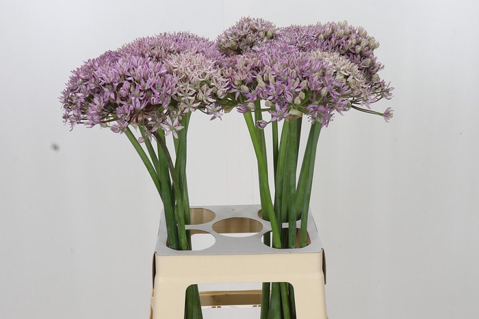 Allium Pink Jewel