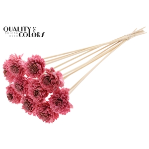 Shola Zinia 6cm on stem Wax Light Pink