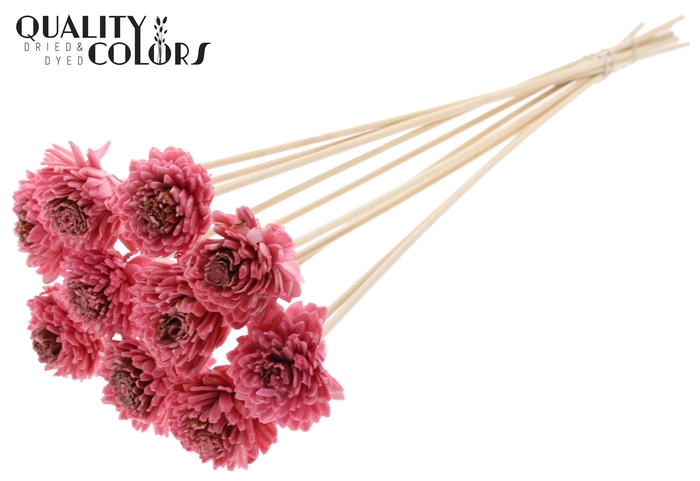 Shola Zinia 6cm on stem Wax Light Pink