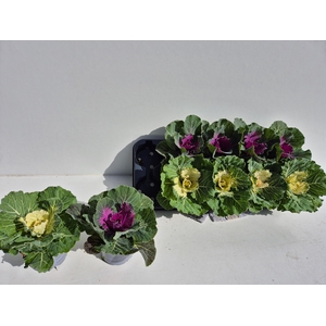 BRASSICA (SIERKOOL)