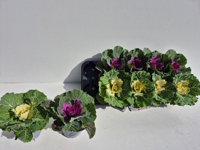 <h4>BRASSICA (SIERKOOL)</h4>