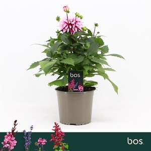 Dahlia Dalina Maxi, Cherry Glow