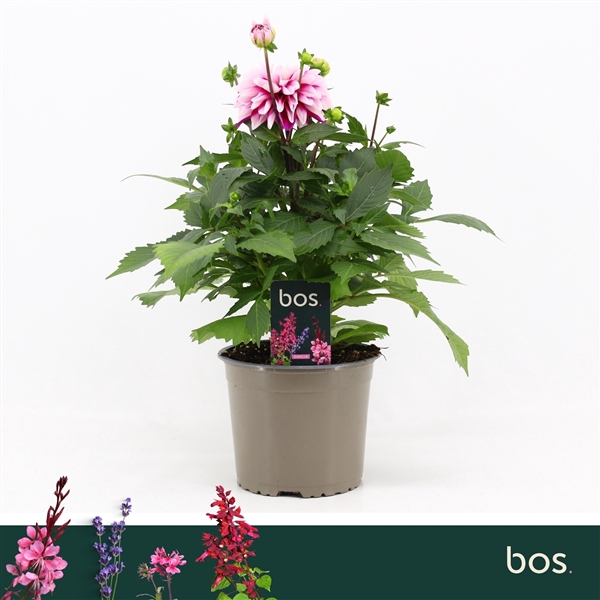 <h4>Dahlia Dalina Maxi, Cherry Glow</h4>