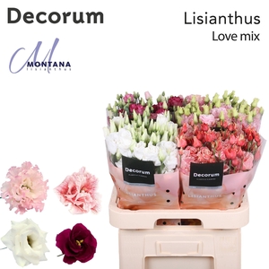 Lisianthus Love mix 70cm