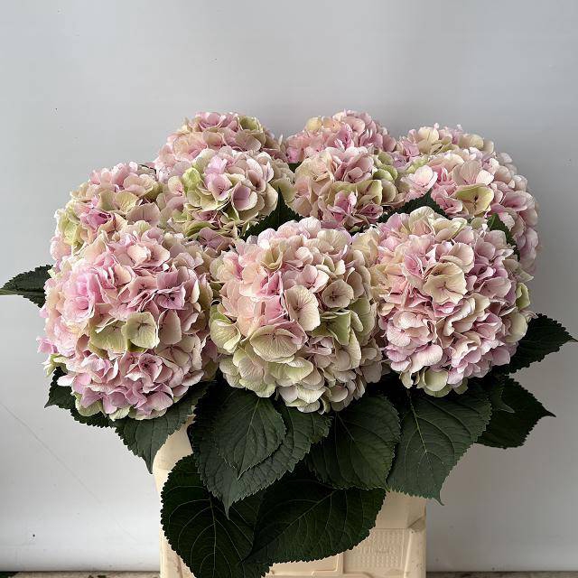 <h4>HYDR M CH VERENA CL</h4>