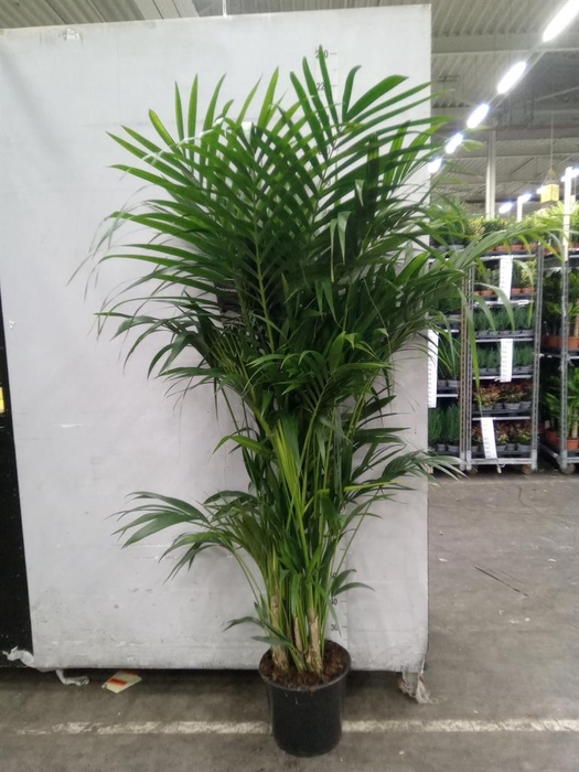 <h4>Howea forsteriana</h4>