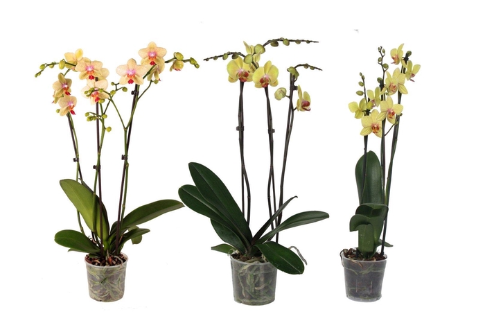 <h4>Phal Geel 3T18+</h4>